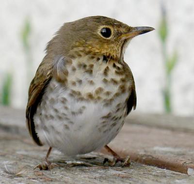 birdnoflash edit