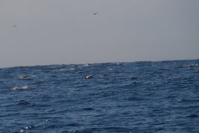 g4/63/295863/3/137738175.6YD5yc5u.jpg