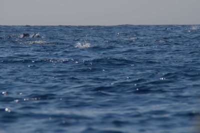 g4/63/295863/3/137738176.aoJ1Es8N.jpg