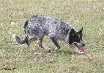 Ben's Dam - Karen Thompson's Hattie