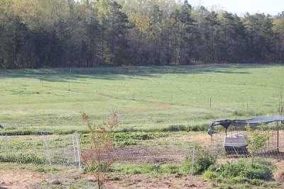 paddock area looking towards back pasture