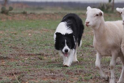 Ben - Rook x Hattie (10/23/08 - 7/4/14)