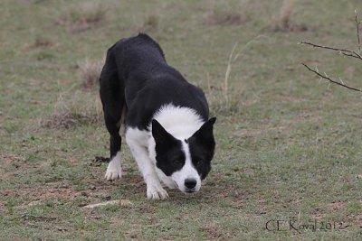 Tess sire, Nap