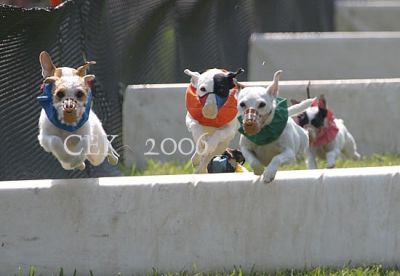 VA Jack Russell Terrier Club terrier trial