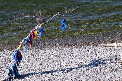 A ribbon tree on Olkhon beach