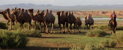 Camel-herding