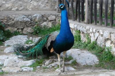 Peacock at Sv Naum