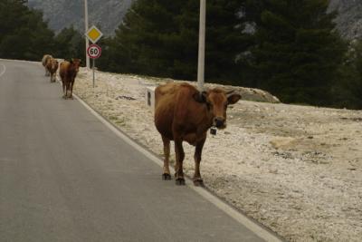 Cows walking themselves home