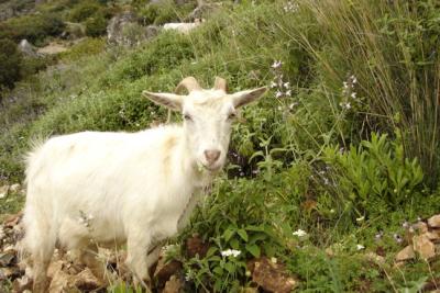 Goat at roadside