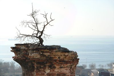 Small tree making its home on a chimney