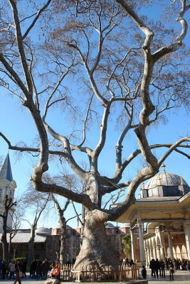 A tree with character in Topkapi yard