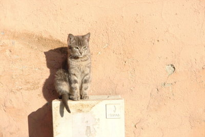 Happy New Year mr Cat