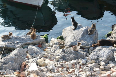 Cats waiting for the New Year morning catch