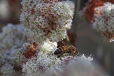 Bee.jpg