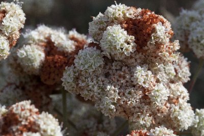 California Buckwheat-1.jpg