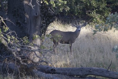 Deer.jpg