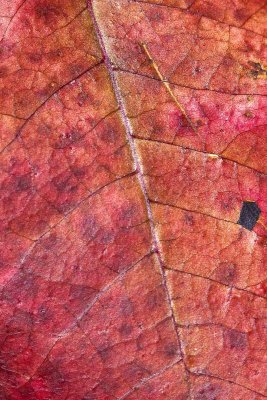Fall leaf.jpg