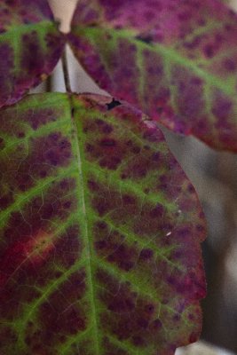 Fall leaf2.jpg