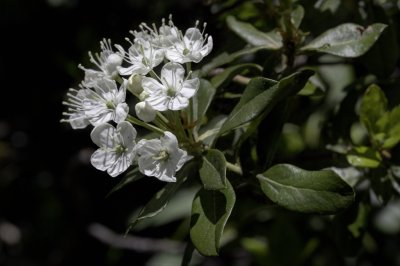 Labrador Tea.jpg