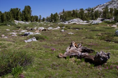 Meadow near Digleberry Camp.jpg