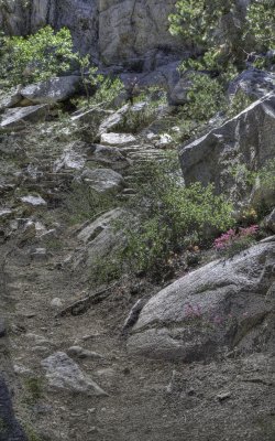 Trail near Dingleberry Lake.jpg