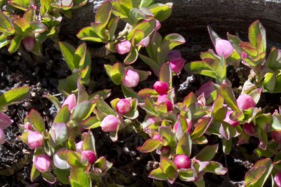 Unidentified pink wildflower.jpg