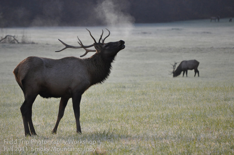 Judy FTP 2011 Elk_.jpg