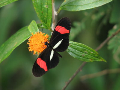 Panama Butterflies
