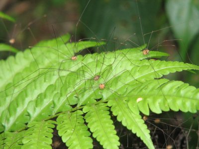 Harvestmen (Opiliones)