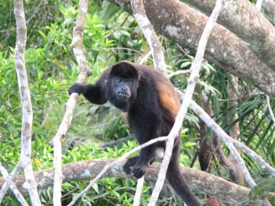 Howler Monkey - from Canopy Tower