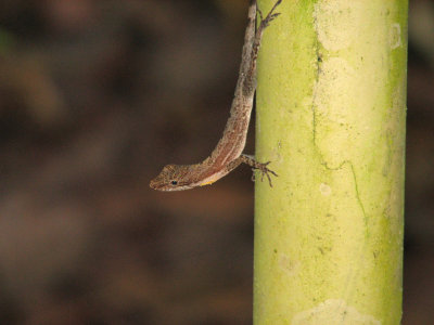 Anole