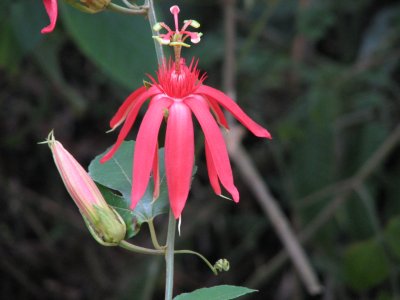 Passion Flower