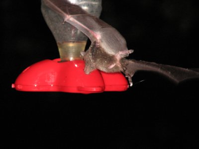 Los Quetzales - Bats at feeder