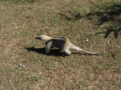 Finca Hartmann - tamandua