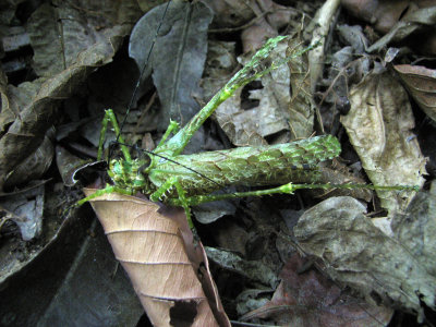 Finca Hartmann - grasshopper