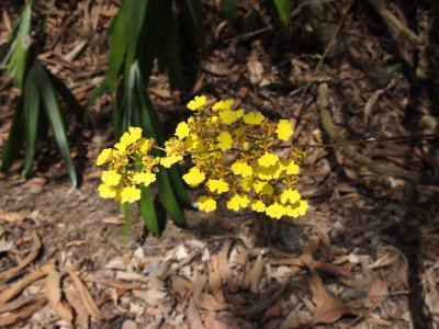 Dancing Ladies Orchid