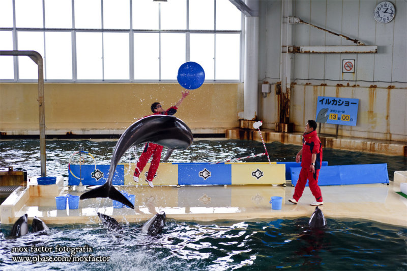Notojima 能登島 - のとじま水族館 Notojima Aquarium