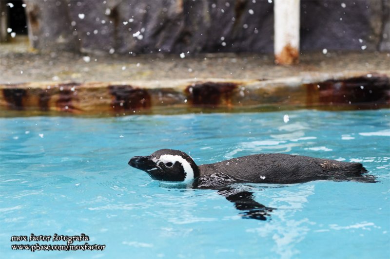Notojima 能登島 - のとじま水族館 Notojima Aquarium