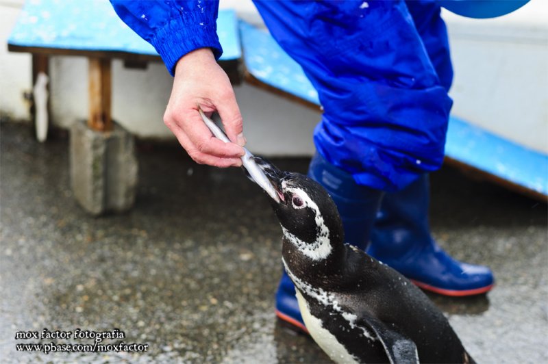 Notojima 能登島 - のとじま水族館 Notojima Aquarium