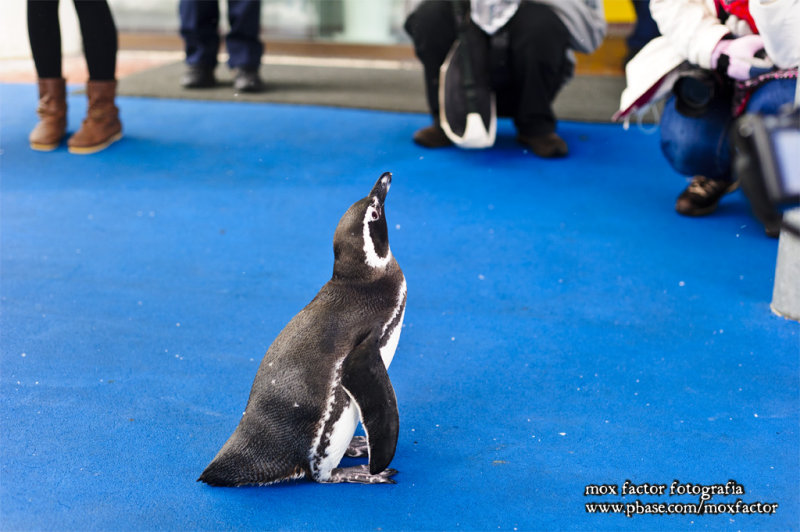 Notojima 能登島 - のとじま水族館 Notojima Aquarium