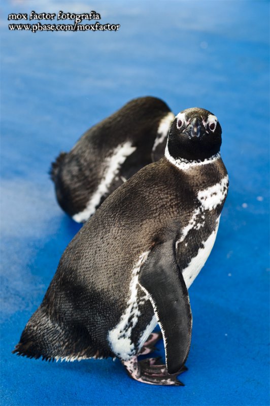 Notojima 能登島 - のとじま水族館 Notojima Aquarium