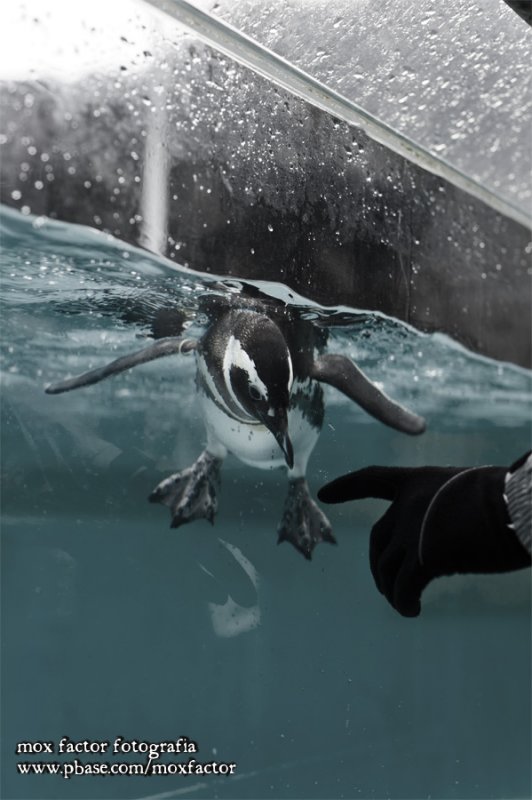 Notojima 能登島 - のとじま水族館 Notojima Aquarium