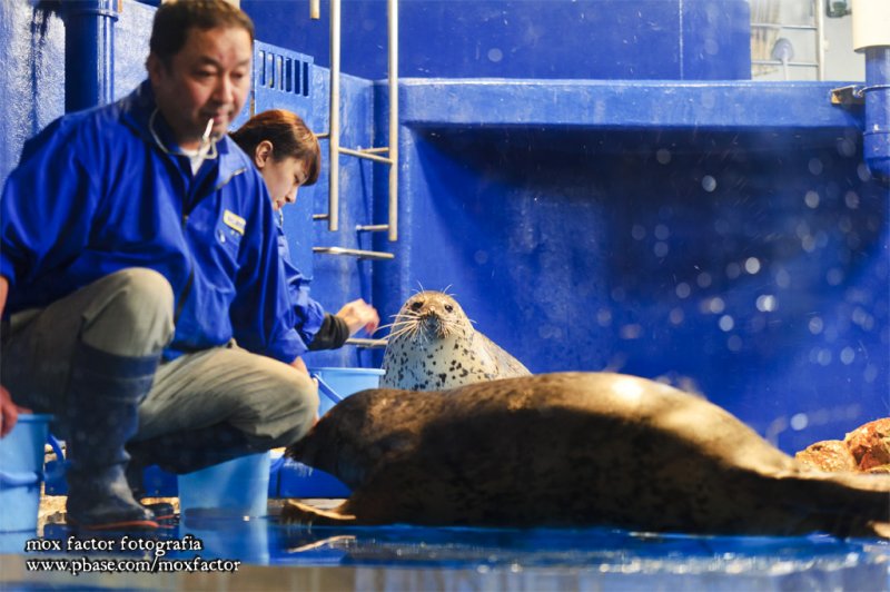 Notojima 能登島 - のとじま水族館 Notojima Aquarium