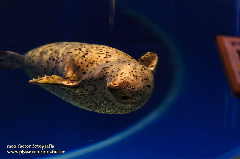 Notojima 能登島 - のとじま水族館 Notojima Aquarium