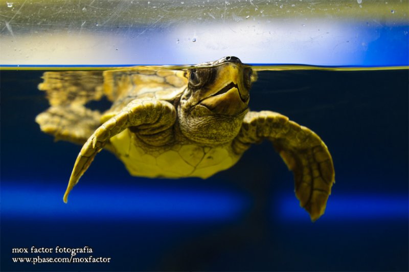 Notojima 能登島 - のとじま水族館 Notojima Aquarium