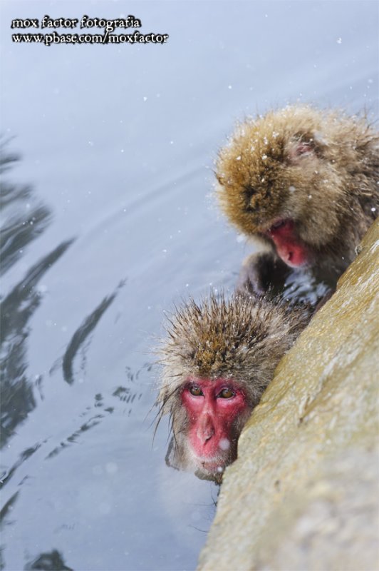 Hirao 平穩 - 野猿公苑 Snow Monkey Park