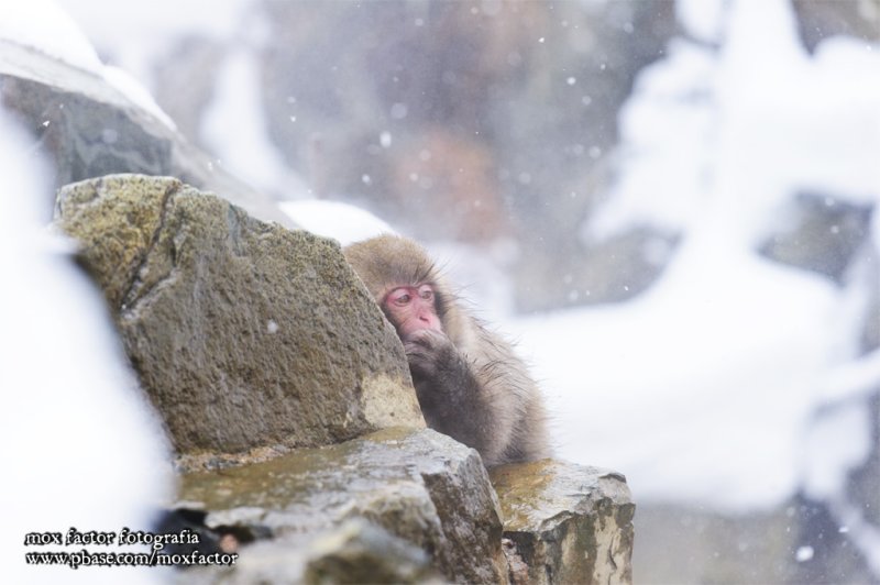 Hirao 平穩 - 野猿公苑 Snow Monkey Park