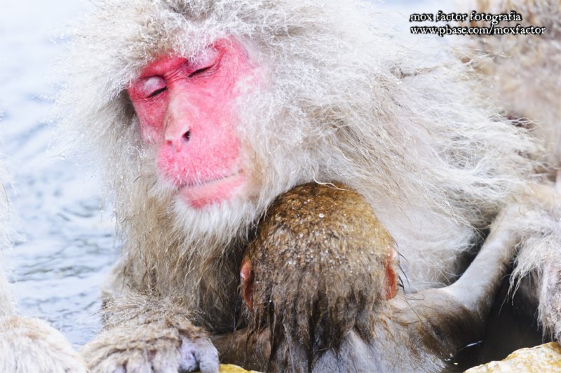 Hirao 平穩 - 野猿公苑 Snow Monkey Park