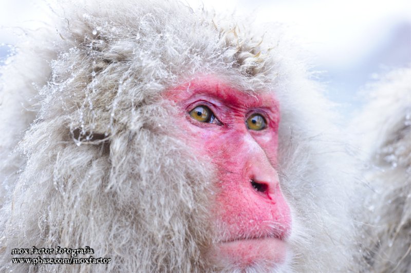 Hirao 平穩 - 野猿公苑 Snow Monkey Park
