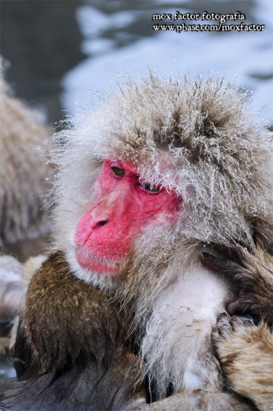 Hirao 平穩 - 野猿公苑 Snow Monkey Park